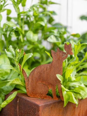 Katze Einstein mit Schmetterling auf Nase