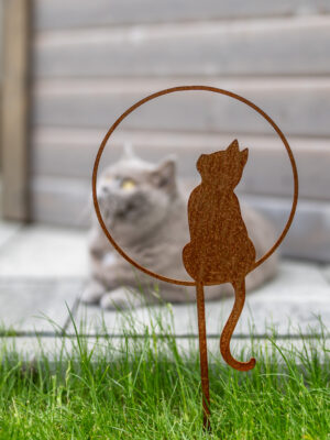 Katze Heidi im Kreis
