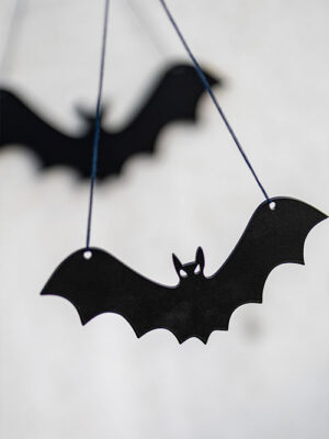 Fledermaus Klein